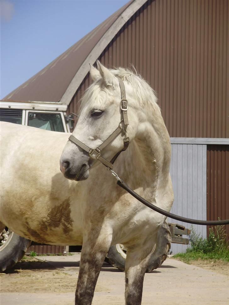 DSP Snekkerups Maja  - argh en beskidt pony billede 15