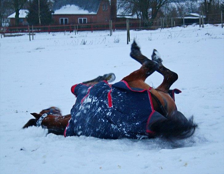 Anden særlig race Lotte R.I.P 19/10  - rulle rulle (-; foto mig  billede 2