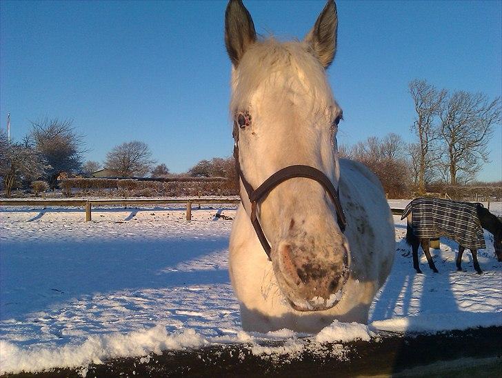 Knabstrupper Zenya Chanel SOLGT - På marken første dag billede 3