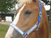 DSP Tranholms Chilano solgt  [Tidl. hest]