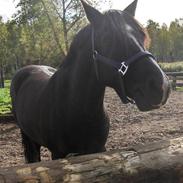 New Forest Monty