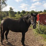 New Forest Monty