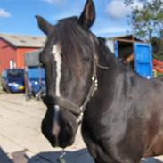 New Forest Monty