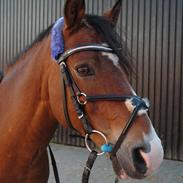 Anden særlig race Bastian - Part - R.I.P