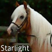 Haflinger Starlight *RIP*