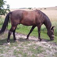 Anden særlig race Laban Hastrup Død 