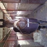 Anden særlig race Laban Hastrup Død 