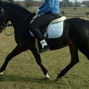 Anden særlig race Viva la Vida DK VÆK:/