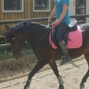 Anden særlig race Viva la Vida DK VÆK:/