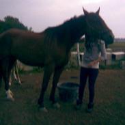 Anden særlig race zoffi