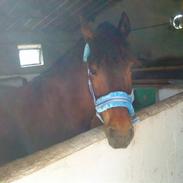 Anden særlig race Komet