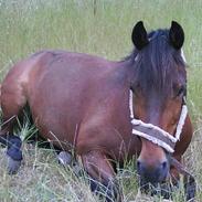 Anden særlig race Komet