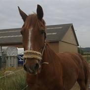 Frederiksborg piphans
