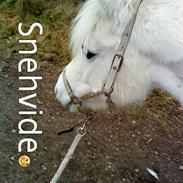Anden særlig race Snehvide <3  *SOLGT* ;'-(