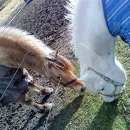 Anden særlig race Snehvide <3  *SOLGT* ;'-(