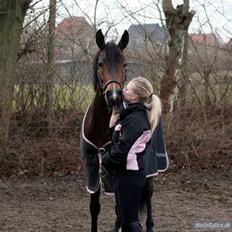 Tysk Sportspony Dolce *B-pony* Solgt :'(