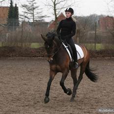 Tysk Sportspony Dolce *B-pony* Solgt :'(