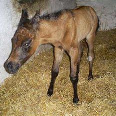 Arabisk fuldblod (OX) É'pifani | PASSEDE |