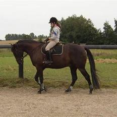 Traver Imaraq (Immer)