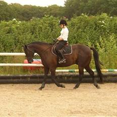 Traver Imaraq (Immer)