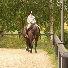 Traver Imaraq (Immer)