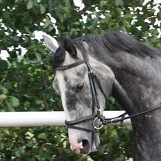 Dansk Varmblod Holkjærs Diablo