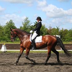 Dansk Varmblod D-Day