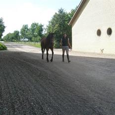 Dansk Varmblod D-Day