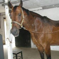 Dansk Varmblod D-Day