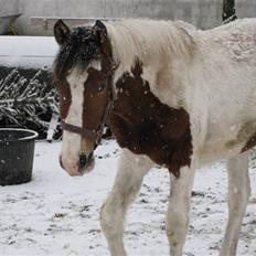 Anden særlig race Aikido (Solgt!)