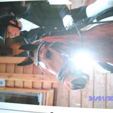 New Forest Orchid's Zaina ½ b pony **SOLGT**