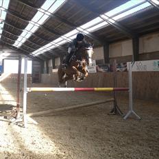 Hollandsk Sportspony Pearle