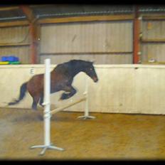 Fuldblod (XX) Danish Light *R.I.P* :'(