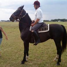 Hollandsk Varmblod Tornado