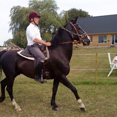 Hollandsk Varmblod Tornado