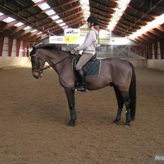 Dansk Varmblod Stjer'cerre 