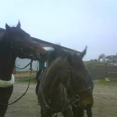 Dansk Varmblod Stjer'cerre 