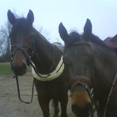 Dansk Varmblod Stjer'cerre 