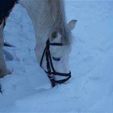 Welsh Pony (sec B) Dundee - (red) solgt!