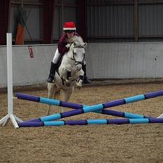 Welsh Pony (sec B) Dundee - (red) solgt!