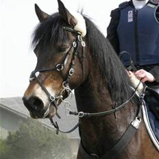 New Forest Charlie <3
