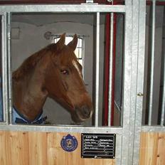 Tysk Sportspony Lex 35 