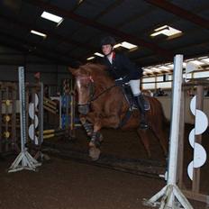 Tysk Sportspony Lex 35 