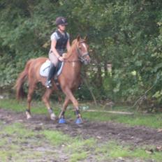 Tysk Sportspony Lex 35 