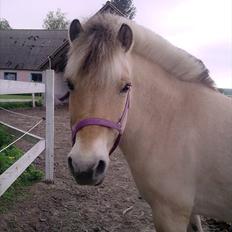 Fjordhest Nelli Vinstrup