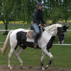 Polsk Varmblod Arkan SOLGT