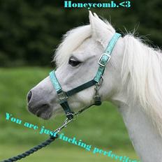 Welsh Pony (sec B) Honeycomb  