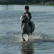 Welsh Pony (sec B) Honeycomb  