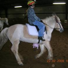 Fjordhest Fjordlys Armani + RIP +