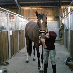 Dansk Varmblod Åkær Charlot (RDS Kåret)